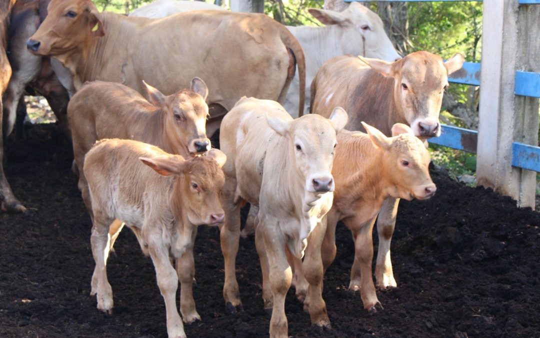 Exhortan a no bajar la guardia ante el gusano barrenador