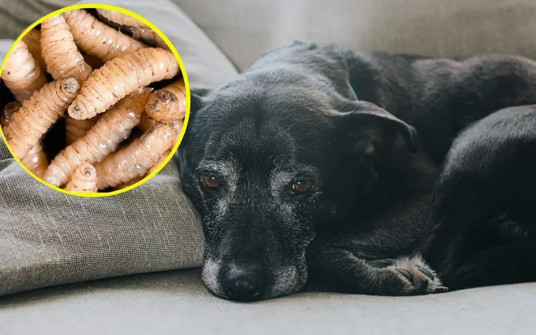 Posible caso de gusano barrenador en Mérida, en un animal de compañía