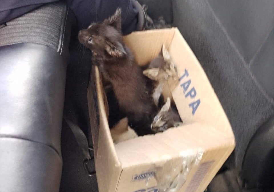 La Policía de Tizimín exhorta a denunciar casos de maltrato animal