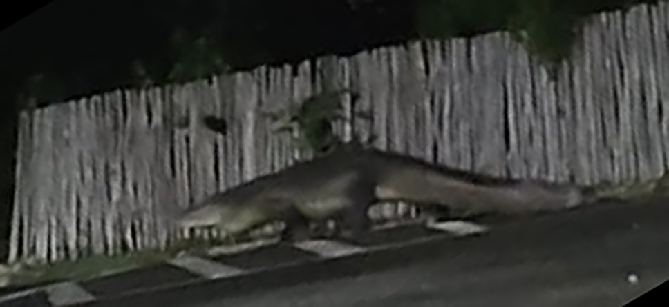 Las lluvias no solo traen mosquitos, también traen cocodrilos