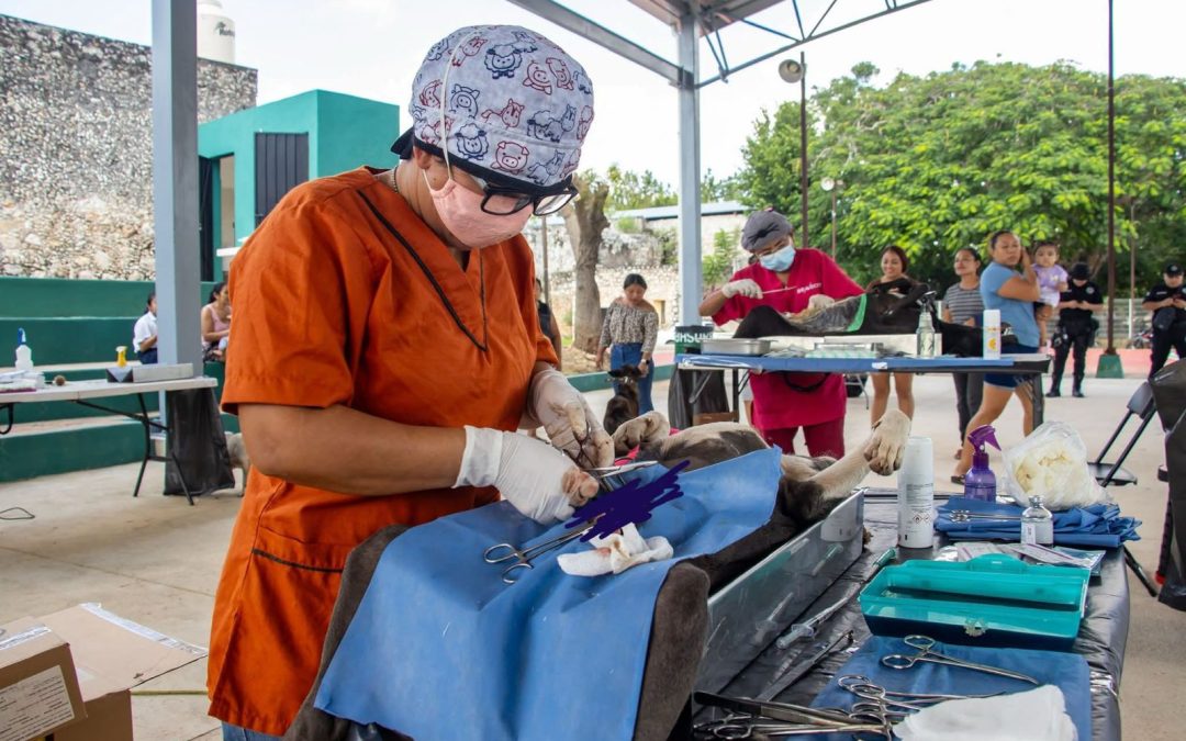 Impulsa Gobierno del Estado jornadas gratuitas de esterilización y vacunación de mascotas