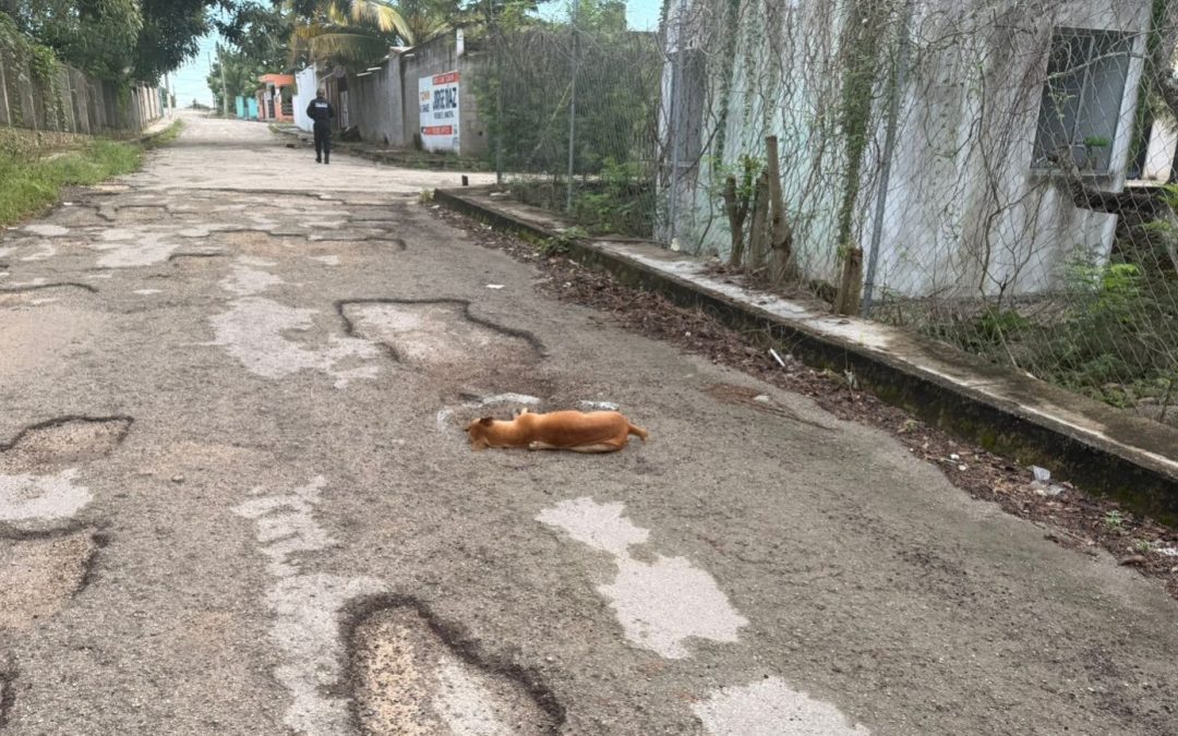 Indigna en Tizimín matanza de perros callejeros