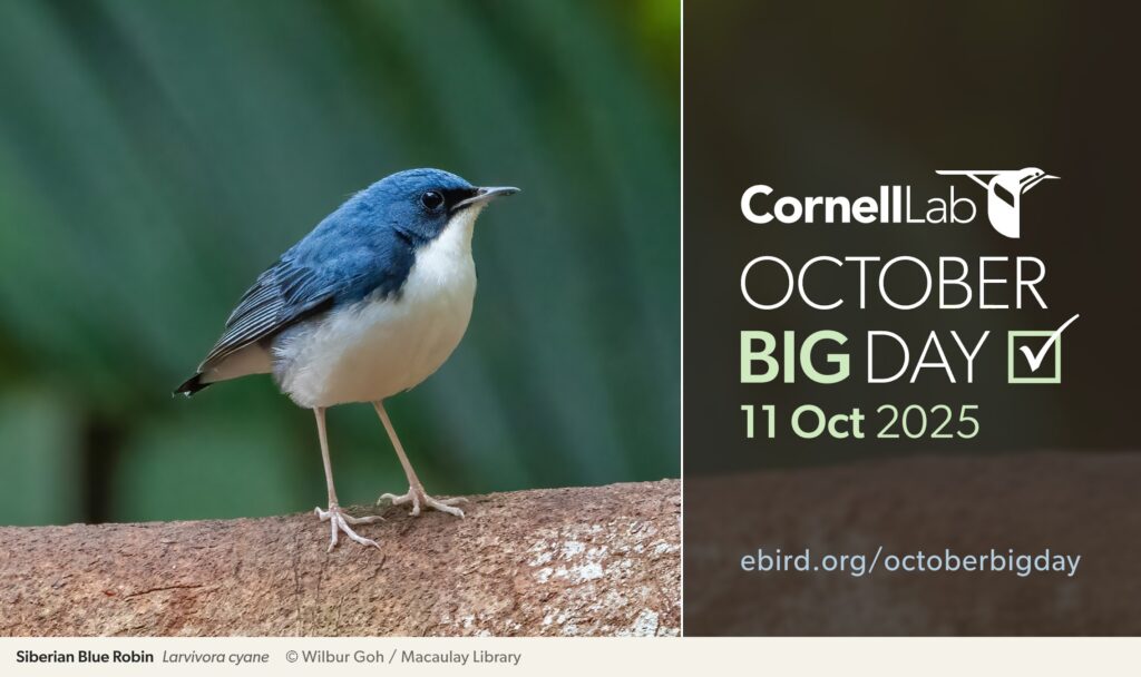 Se aproximan a Yucatán millones de aves, es el “October big day”
