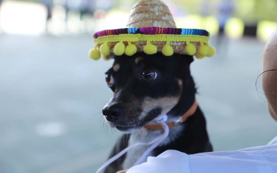 Rinde homenaje Conalep Yucatán a las mascotas que partieron