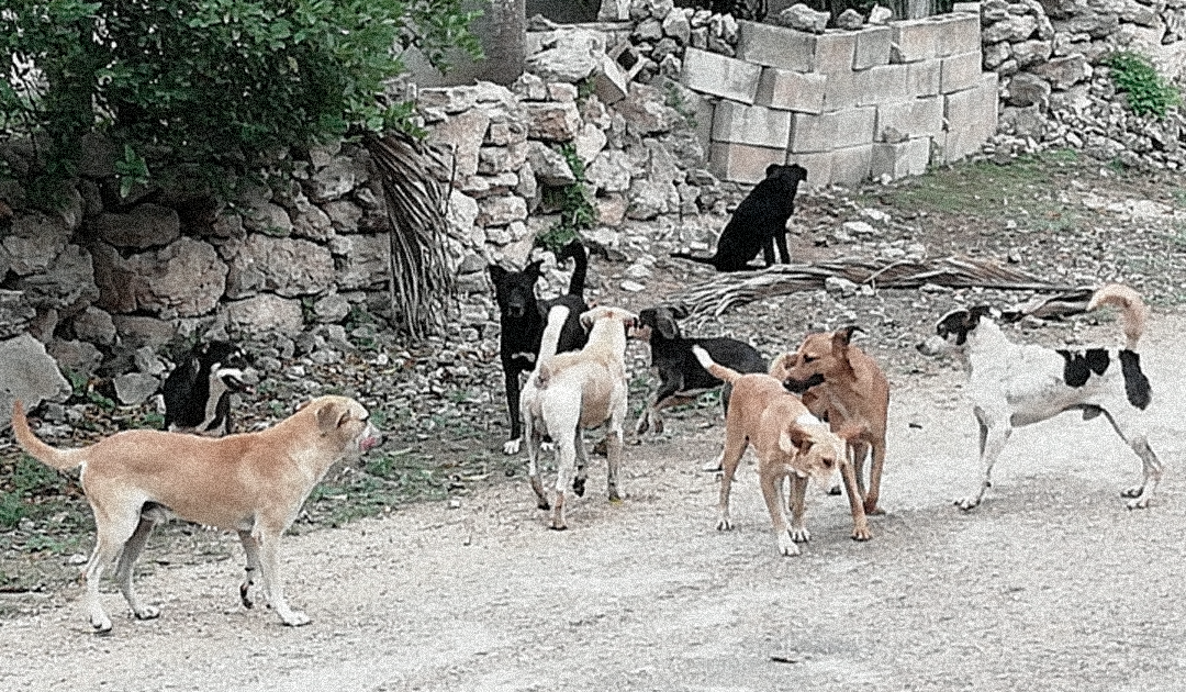 Realizarán campaña de esterilización para perros callejeros, en Mérida