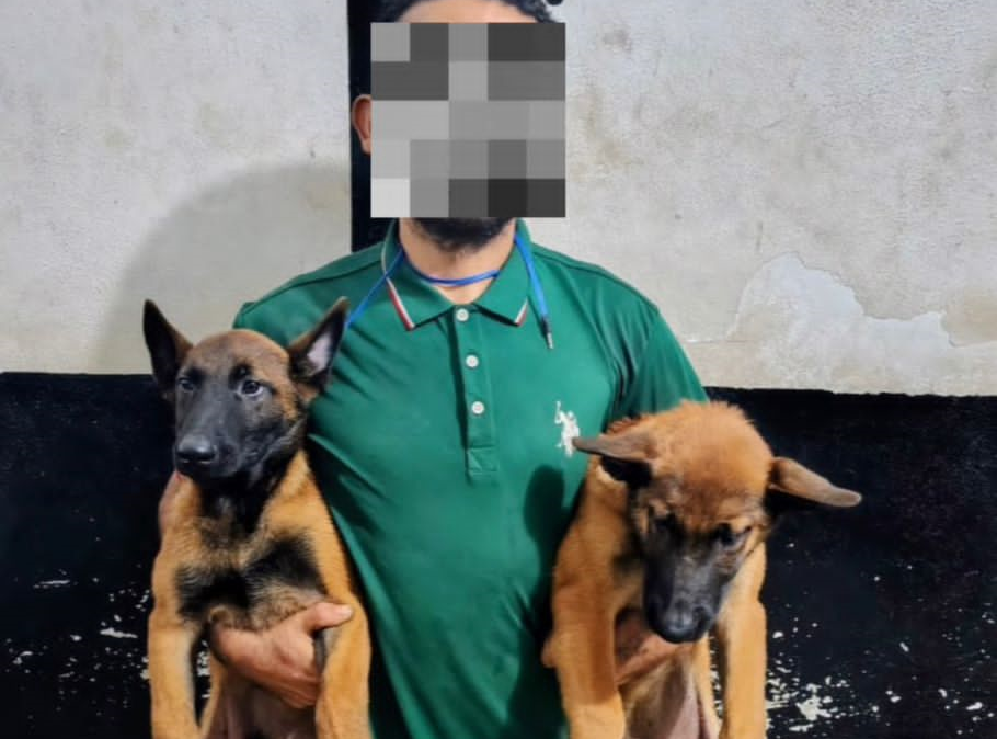 Rescatan a dos perros reportados como robados, en Tizimín