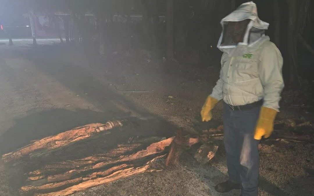 Protección Civil de Tizimín llama a reportar situaciones de riesgo, como la presencia de animales