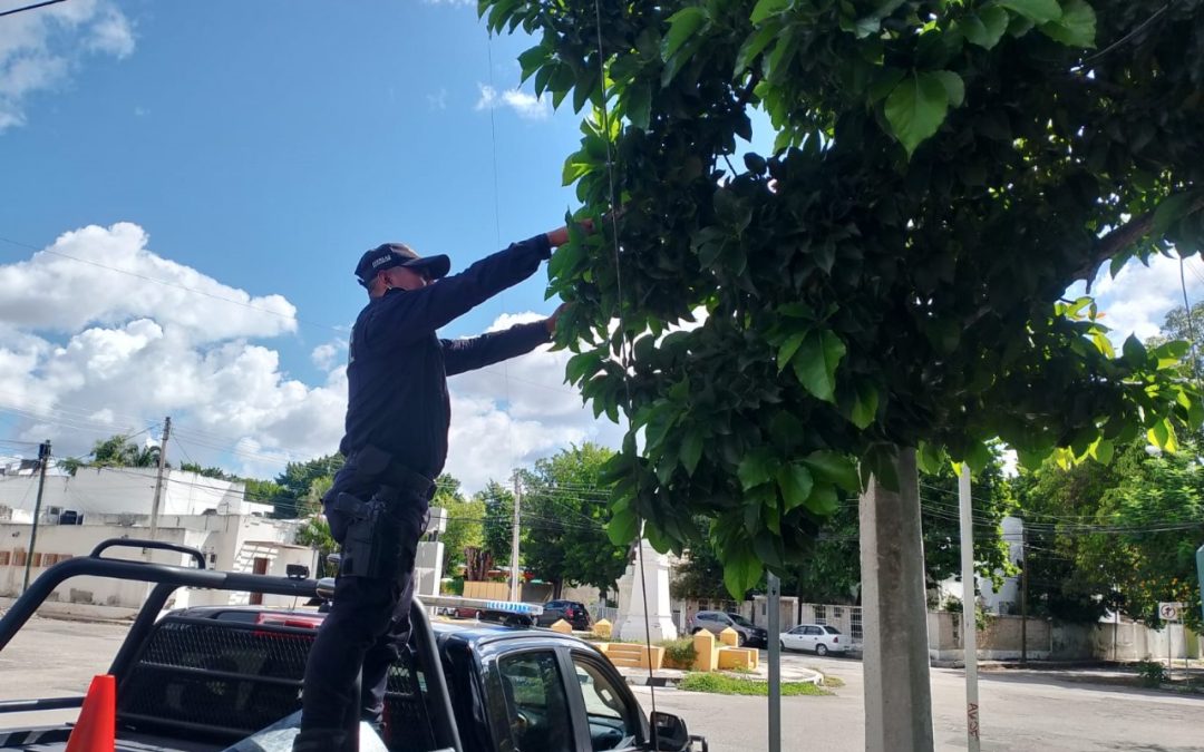 SSP refuerza seguridad vial con limpieza y liberación de señalética