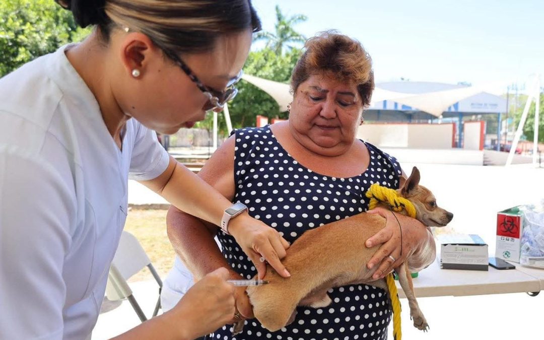 Llegaron a Tizimín 3 mil dosis de vacunas contra la rabia
