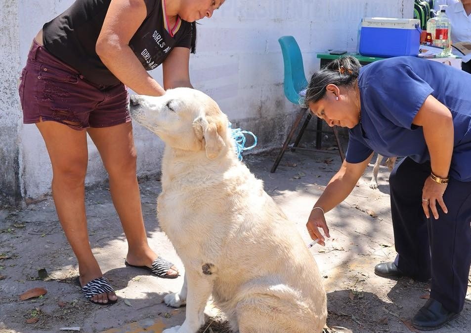 Abrirán nueva jornada de vacunación antirrábica en Tizimín