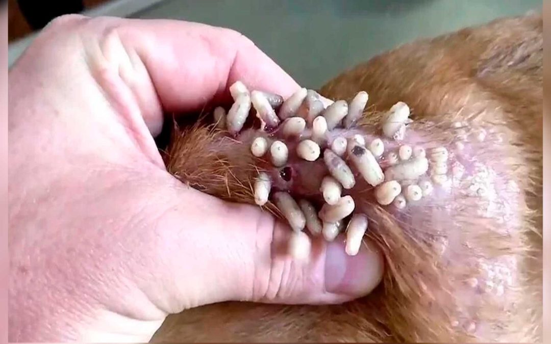 Detectan 46 nuevos casos de gusano barrenador en Yucatán