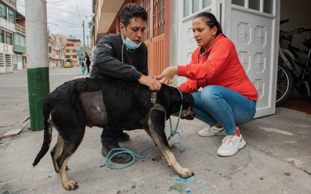Esterilizarán a cerca de 150 perros en situación de la calle, en Mérida