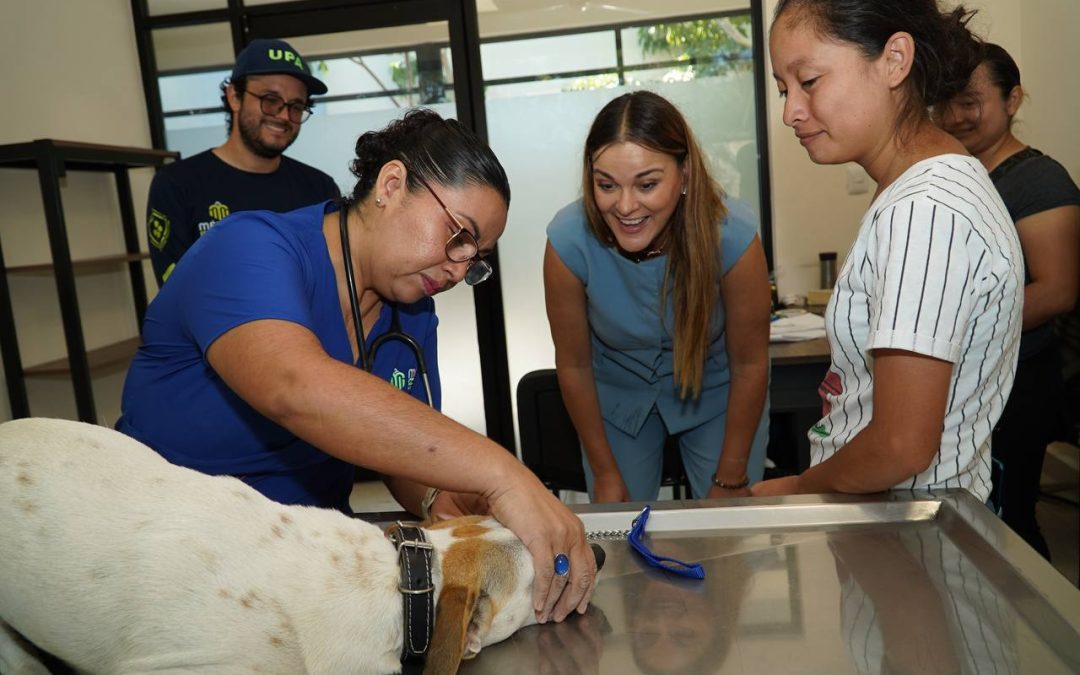 Realiza Mérida jornada masiva de esterilización canina para control poblacional “Suma una pata”