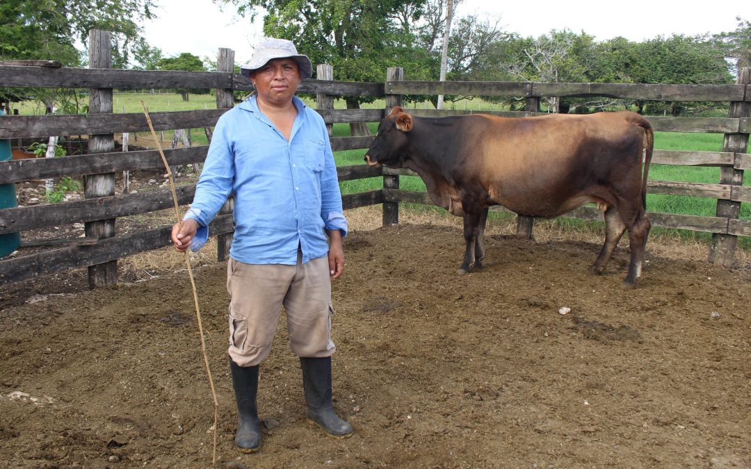 Seder mantiene atención oportuna contra infestación de gusano barrenador en la zona oriente