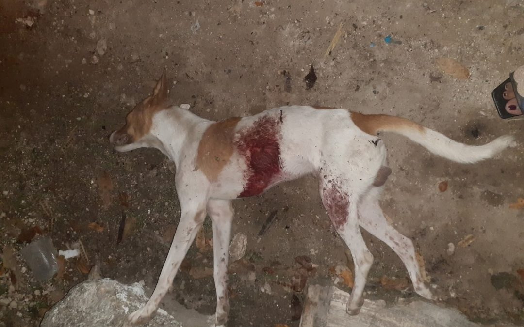 Otro presunto caso de maltrato animal en Panabá, balean a un perro y muere