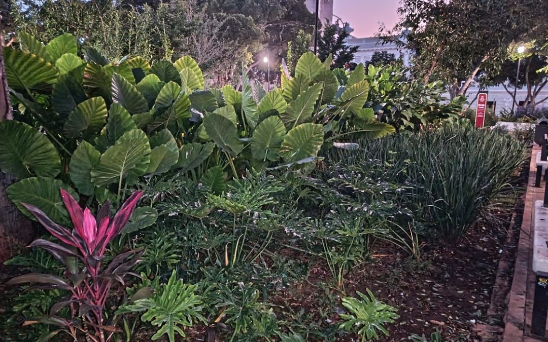 El corazón de Mérida renace: La Plaza Grande con un “pulmón verde” que atrae nueva fauna