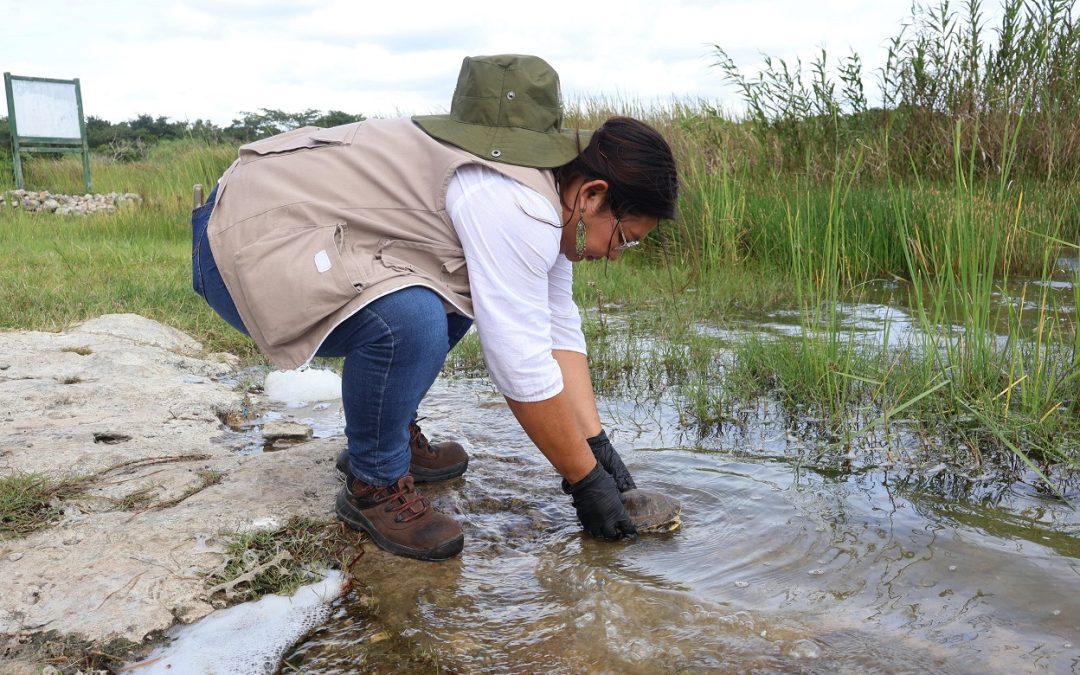 Translocan 90 tortugas a Lagunas de Yalahau para impulsar la conservación de la vida silvestre