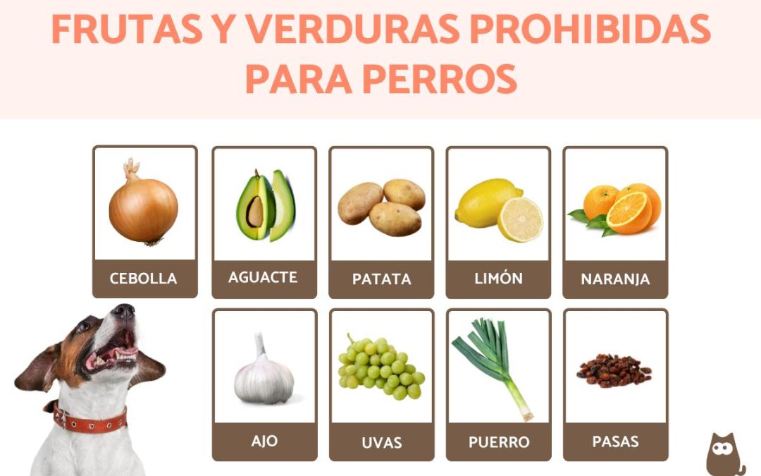 Cuida a tus mascotas en las fiestas decembrinas 