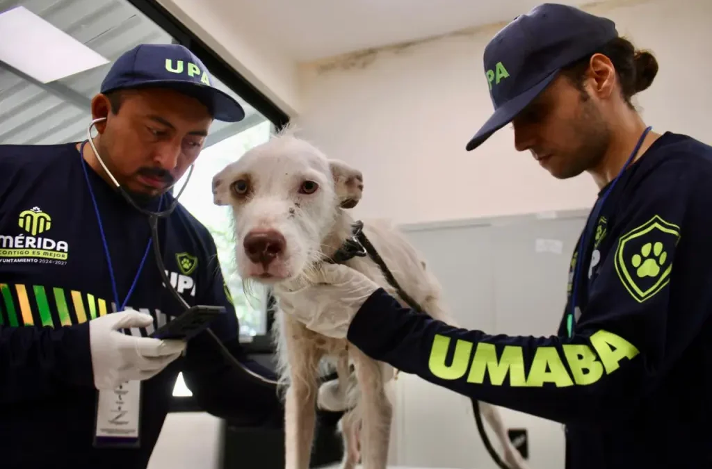 Incrementarán los servicios en la Clínica Veterinaria Municipal 