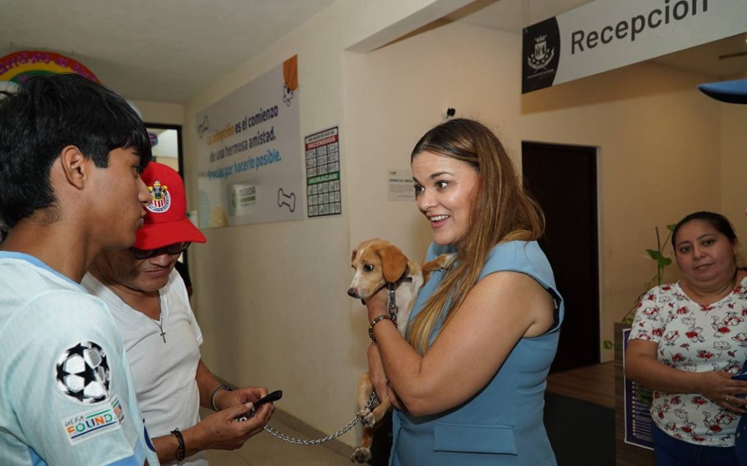 Esterilizó el Ayuntamiento de Mérida a 187 perritos callejeros 