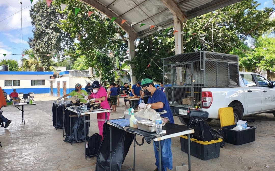 Gobierno de Yucatán impulsa control responsable de mascotas