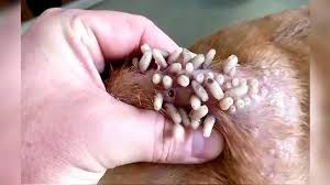 Reportan mil 307 casos de gusano barrenador en el Estado 