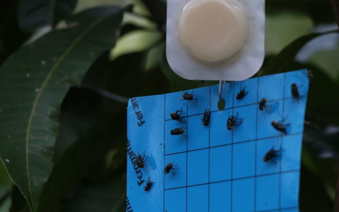 Instalan trampas para reducir la mosca del gusano barrenador