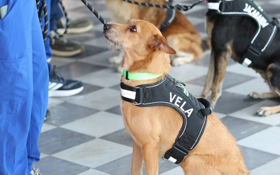 Modificarán el reglamento de bienestar a la fauna en Mérida