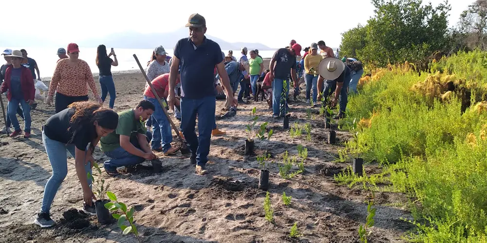 Pronatura trabaja en la restauración de manglares en Yucatán
