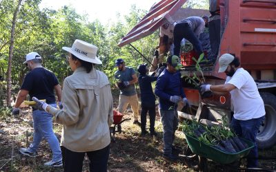 SDS recibe 50 mil plantas nativas para reforzar reforestación en Yucatán