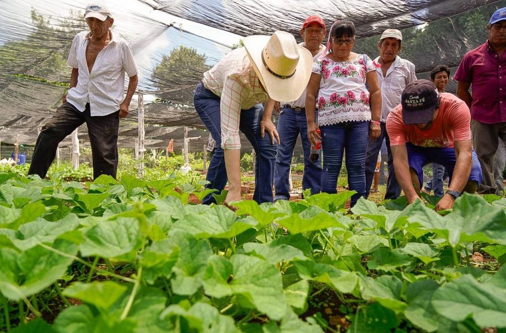 Productores yucatecos defienden el programa “Sembrando Vida” 