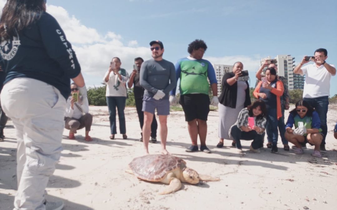 Reintegran tortuga caguama a su hábitat