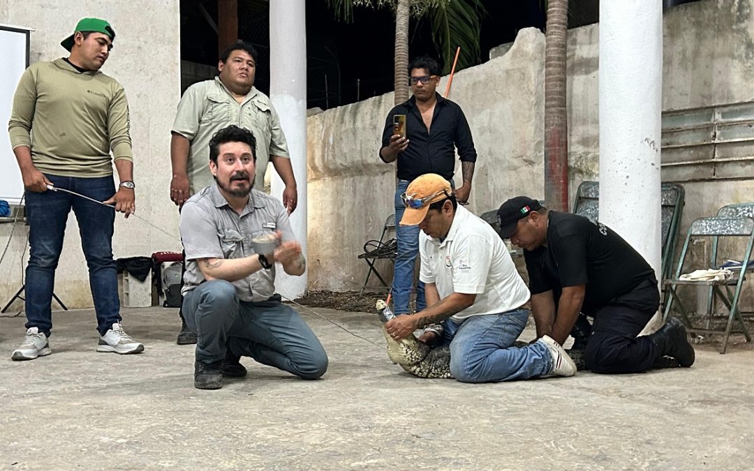 Capacita SDS en Río Lagartos para el manejo seguro de cocodrilos