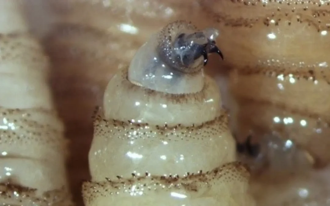 Continúan acciones sanitarias para el control del gusano barrenador