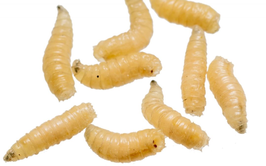 Mantiene Yucatán atención oportuna contra el gusano barrenador 