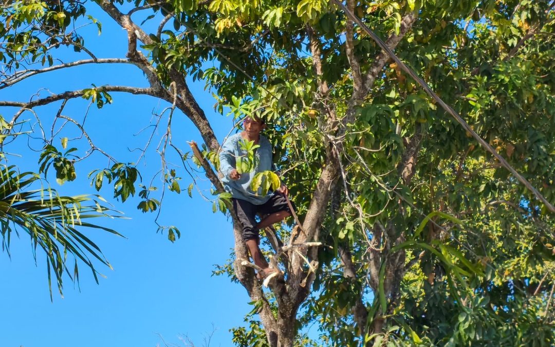 Quiso robar una moto y se subió a un árbol para que no lo atrapen, en Tizimín