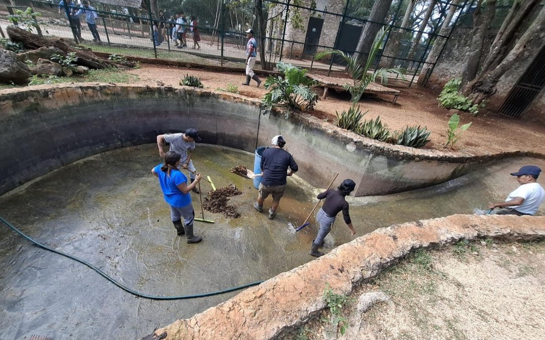 Limpian con puntualidad los estanques del zoológico de Tizimín