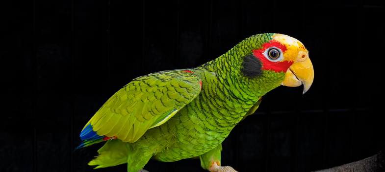 Lideran ciudadanos de Mérida el monitoreo de loros