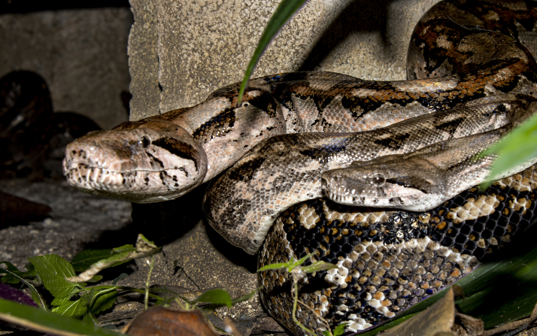 ¿Quién invade a quién? Liberan a una och kaan