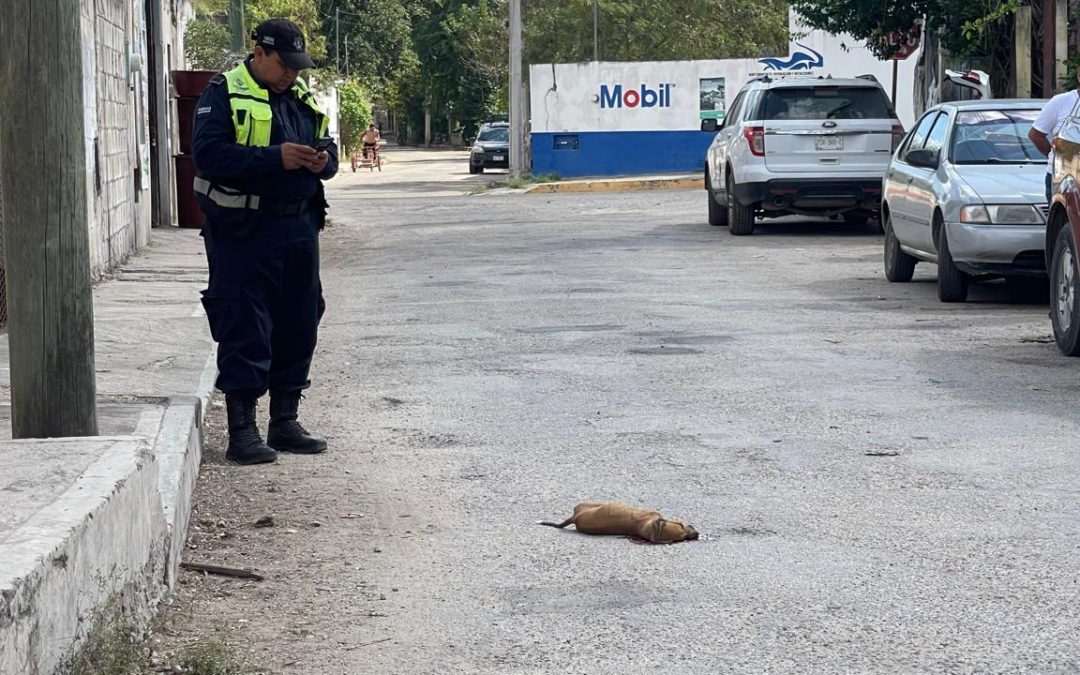 Atropellan a un perro y el causante se dio a la fuga, en Tizimín