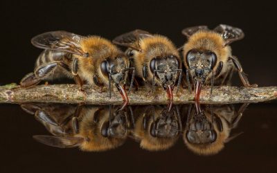 Aprueban Diputados declarar el 21 de junio como Día Nacional de la Apicultura