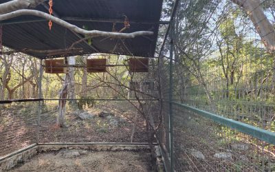 Solicitan, por el frío, ayuda para aves silvestres