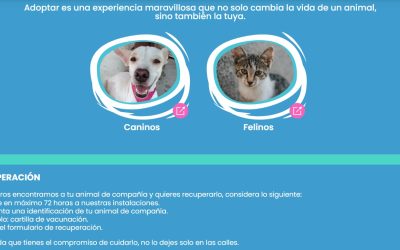 Adopciones en el Cemaa ahora incluyen entrenamiento gratuito para mascotas