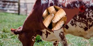 Yucatán registra cero muertes por gusano barrenador del ganado