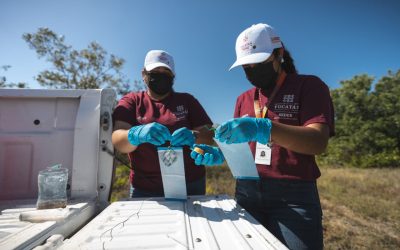Avanza Yucatán en la sanidad animal con vigilancia permanente