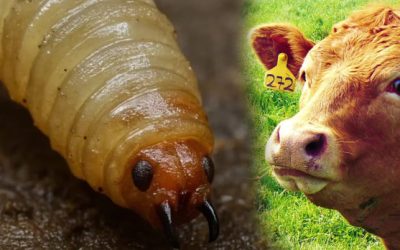 Ya hay menor registro de la presencia del gusano barrenador