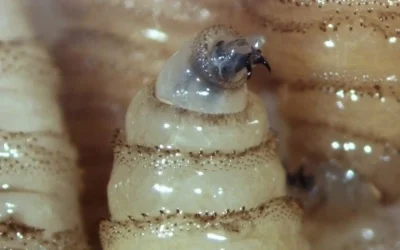 Yucatán mantiene Plan Piloto de Supresión contra la mosca del gusano barrenador