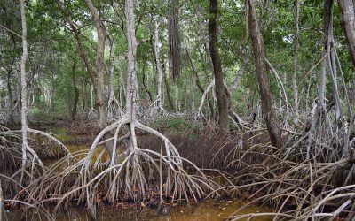 Ciencia ciudadana, clave para conservación de humedales