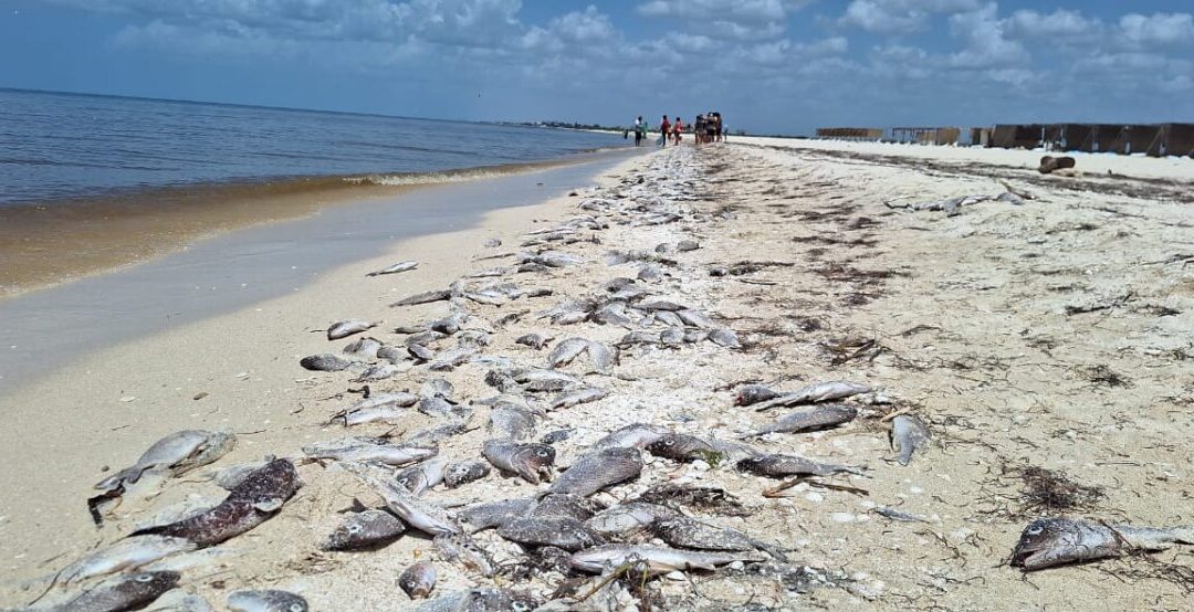 Gobierno del Estado vigila permanentemente ante eventual caso de marea roja