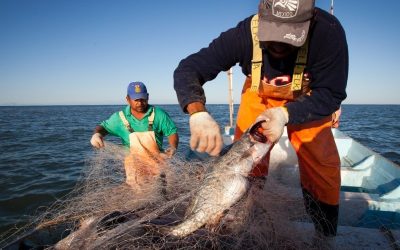 ¿Por qué es importante respetar la veda del mero?